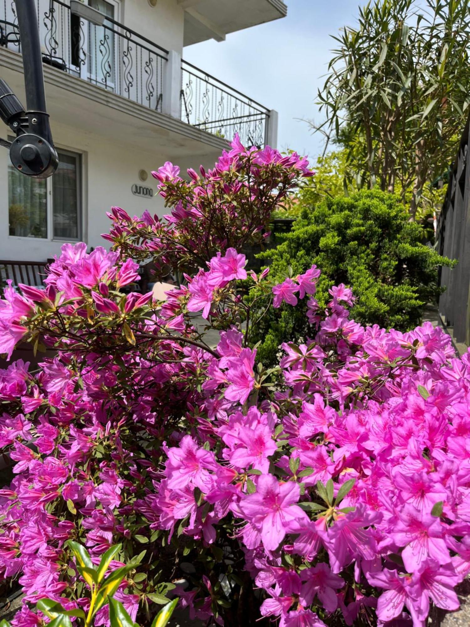 Guest House Junona Makhinjauri Dış mekan fotoğraf